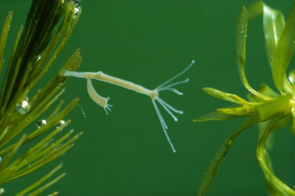 Как восстановить кракен