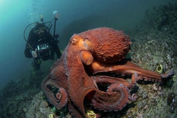 Kraken 2025 ссылка